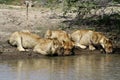Thirsty lions drinking water in a hole